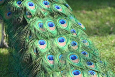 Pfau ( Peacock )