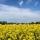 Fields of Gold: Rapeseeds in Bavaria